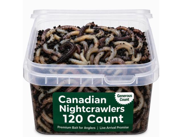 120 Count Canadian Nightcrawlers (4-6 inch) - Premium Live Fishing Bait & Pet Feeder -High-Protein, Calcium-Rich Worms Ideal for Walleye & Catfish-.