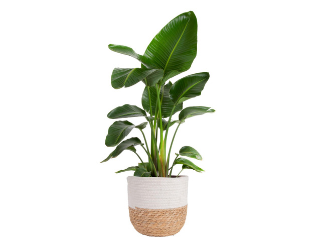 White Bird of Paradise, Live Indoor Plant, Easy Care Bold tropical leaves that make a floor statement. Great indoor houseplant. Ideal...