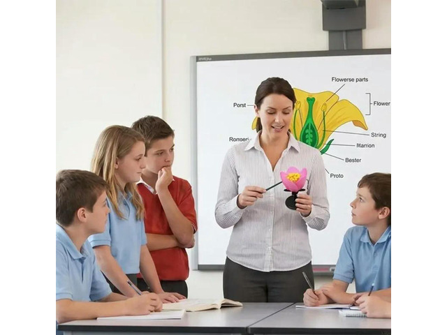 Magnified Peach Blossom Model With Visible Stamen And Pistil Parts For School Classroom Teaching Demonstration