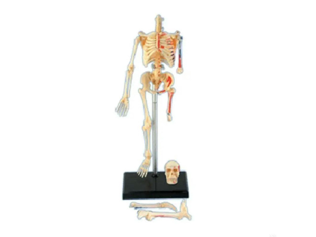 Removable Mini Human Skeleton Model Full Body Small Skeleton Anatomy Model for Medical Training & Classroom Education