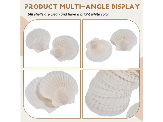 25pcs Large Scallop Shells for Crafts 4inch - 5inch White Scallop Shells Crafts DIY Painting Beach Party Decoration