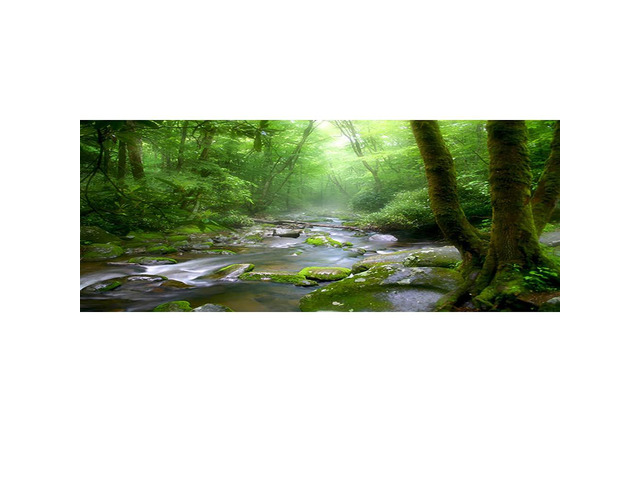48x18 Inch Rainforest Terrarium Background - Deep Forest Tank Aquarium Background With Sunny Stream Stones, Trees, Grass, Tropical Plants - Durable...