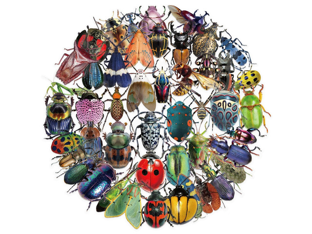 50pcs Transparent Vintage Insect Stickers for Kids,Lifelike Insect Sticker Waterproof PET Stickers for Scrapbook Journaling Photo Album Collage...