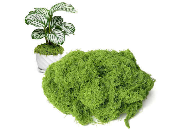 50g/1.76oz Fake Moss for Crafts, Light Green Plants Indoor, DIY Decorative Moss for Fairy Garden Floral Wedding Model Making Glass Containers Home