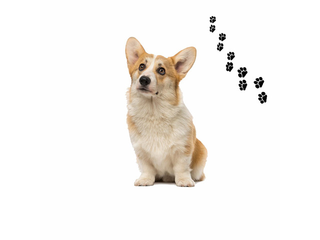 Andreas Round Silicone Mat Jar Opener, Corgi Dog, 6.25 Inch