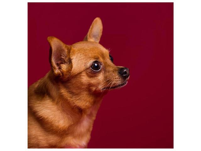 Savage Widetone Seamless Background Paper, 86' wide x 36' Crimson, #6