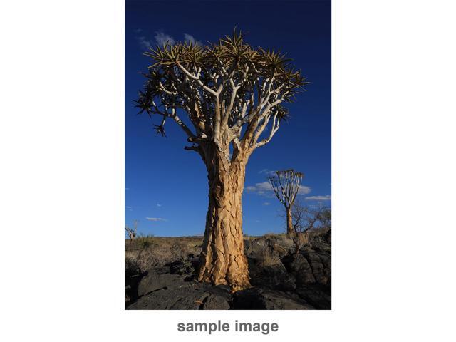 Canon - RF28-70mm F2 L USM Standard Zoom for EOS R-Series Cameras - Black - image 5