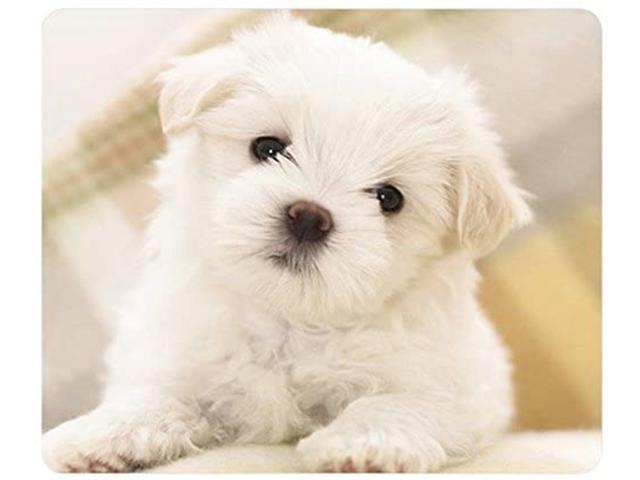 (mouse pad) Maltese Puppy Customized Rectangle Mousepad, Gaming Mouse Pad Mouse Mat