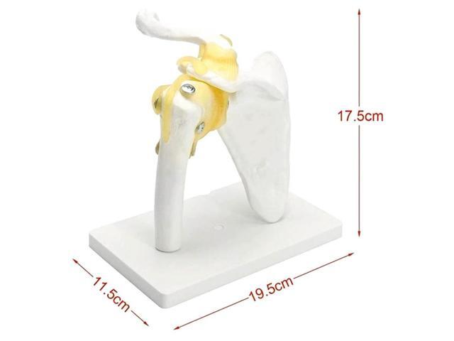 1 Pcs Human Shoulder Joint Model,Accurate Shoulder Skeleton & 1 Pcs Human Anatomy Skeleton Spine 4-Stages Supplies