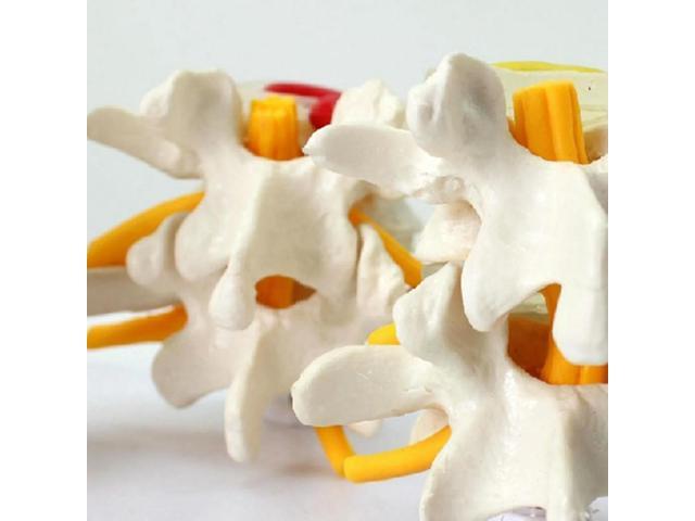 1 Pcs Human Shoulder Joint Model,Accurate Shoulder Skeleton & 1 Pcs Human Anatomy Skeleton Spine 4-Stages Supplies
