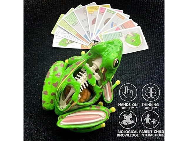 4D Frog Anatomy Model Detachable Frog Organs STEM Biology Education Teaching Aid Early Learning For Children