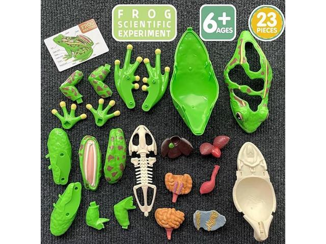 4D Frog Anatomy Model Detachable Frog Organs STEM Biology Education Teaching Aid Early Learning For Children