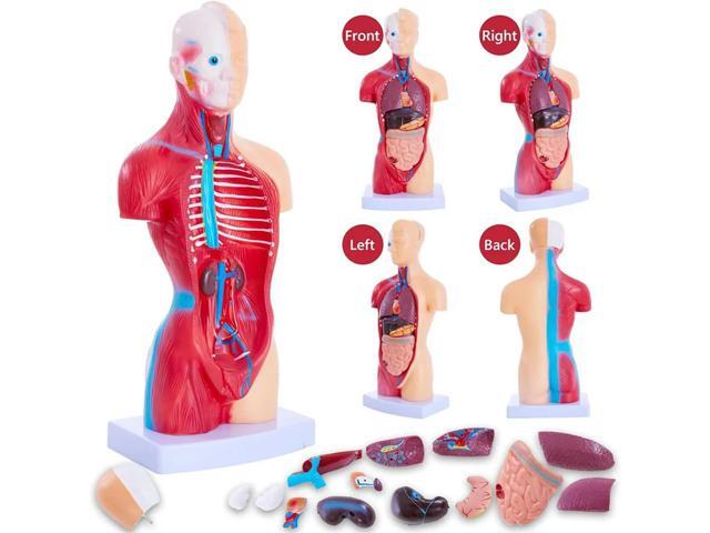 Human Anatomy Study Models - 15-Piece Removable 11-Inch Human Torso Anatomy Model With Internal Organs For Students