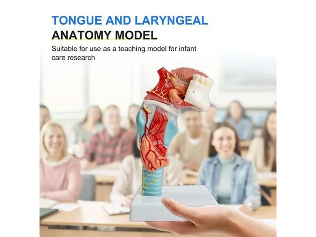 Tongue Teeth Toothy Anatomy Model, Life-Size Human Tongue-Throat Model Including Thyroid Gland Larynx