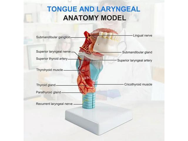Tongue Teeth Toothy Anatomy Model, Life-Size Human Tongue-Throat Model Including Thyroid Gland Larynx