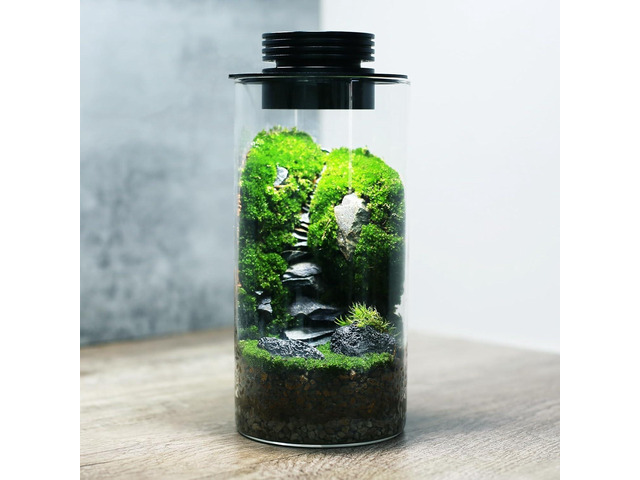 AREPK Desktop Glass Plant Terrarium with Grow Light (H:7.8' D:4'), for Succulent, Moss, Miniature Gardening Landscape, Betta Fish Tank, Office Home...