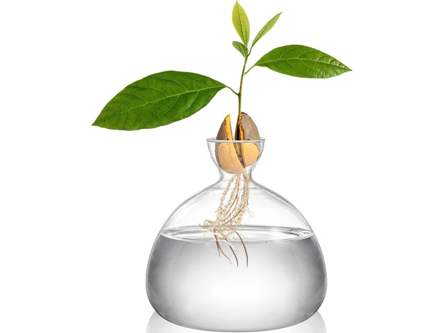 Hiceeden Avocado Seed Starter Vase Planter, Clear Avocado Tree Growing Kit Pot, Medium Avocado Vase Grow Glass Plant Pot Gift for Indoor Outdoor