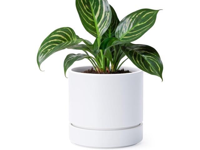 Phoenix Vine 6 Inch Planter Pot with Drainage Hole & Saucer, Deep Water Catch Tray, Straight Cylindrical Round Pot for Plants, Matte White, Pack of.