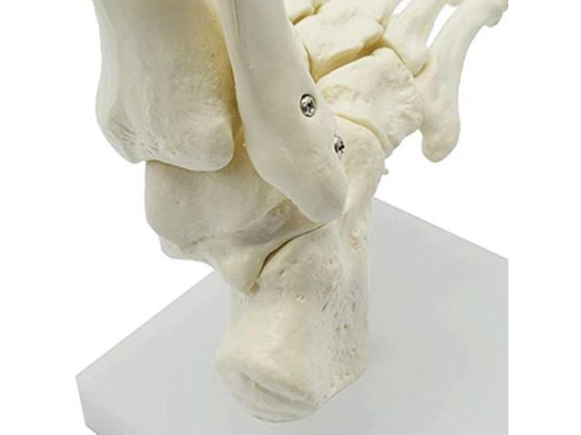 1:1 Human Skeleton Foot Anatomy Model Foot And Ankle With Shank Anatomical Model Anatomy Teaching Resources