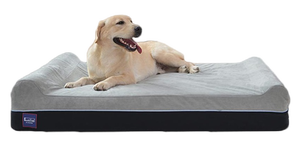 Dogs