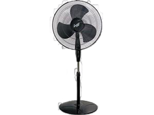 Fans