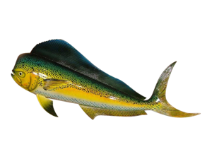 Replica Mahi 28 Inch Dolphin Salt Water Fishing Wall Decor