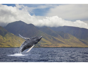 A breaching humpback whale (Megaptera novaeangliae) off the West side of the island of Maui Maui Hawaii United States of America Poster Print (19 x 12)