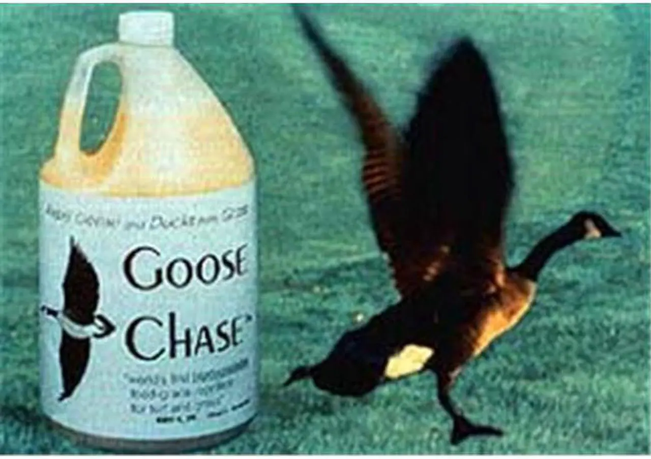 Alt view image 4 of 6 - Bird-X Bird Repellent, Bird Stop  BS-GAL