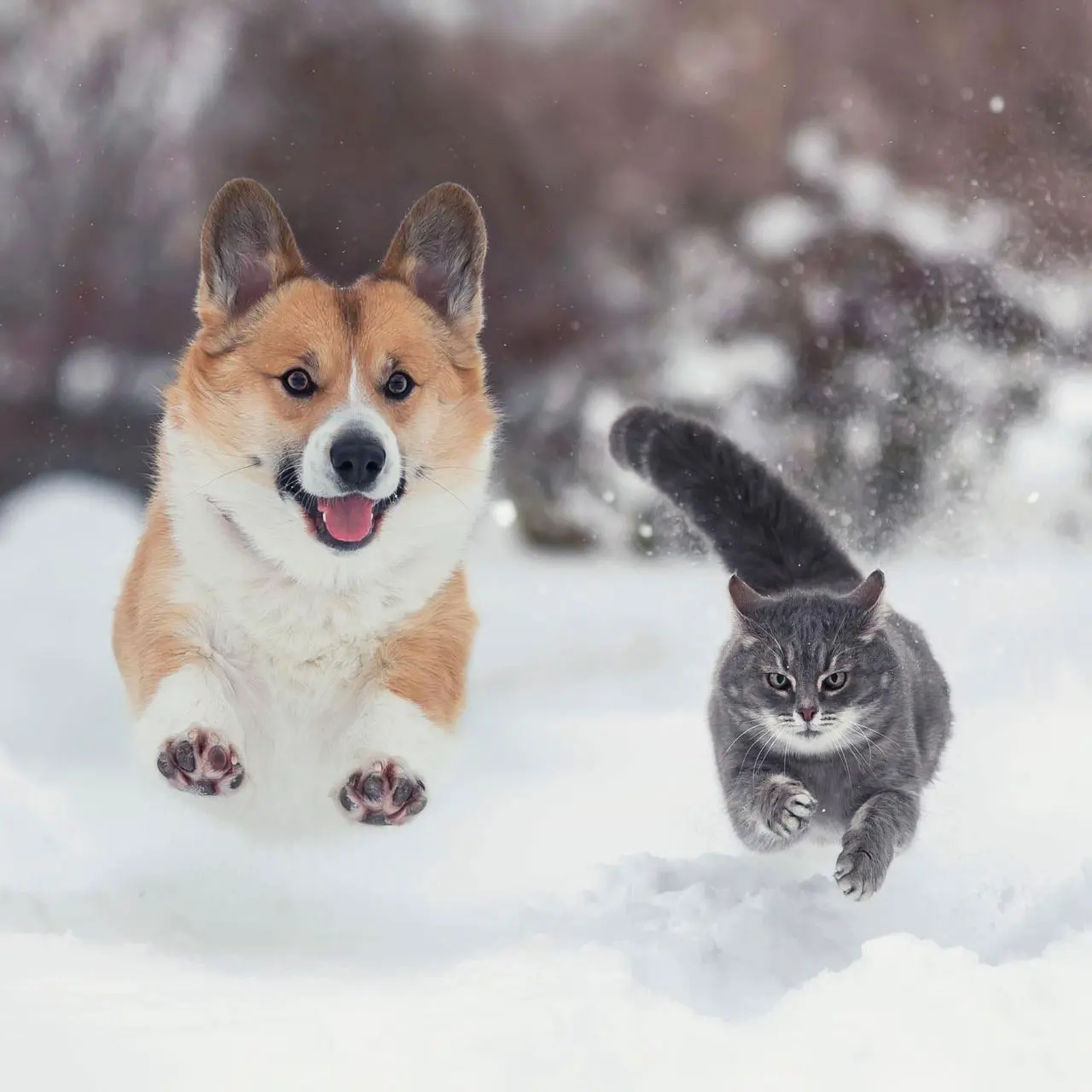 Alt view image 7 of 8 - Safe Paw Pet Friendly Concrete Safe Salt Free Ice Melt Pellets, 22 Lb Flexicube