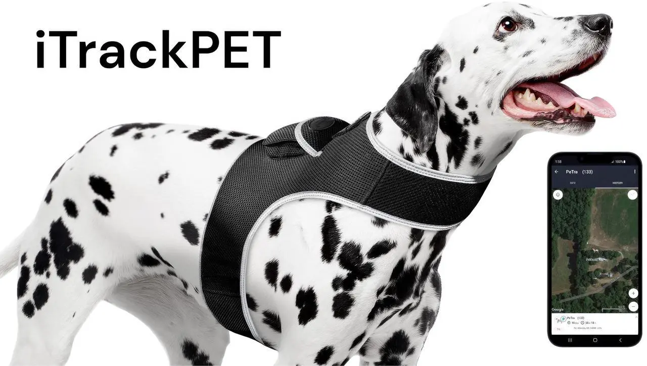 Main image of Collar Clipped Gsm Gps Pet Transmitter Realtime Tracker Pocket Locator Size:Xxl