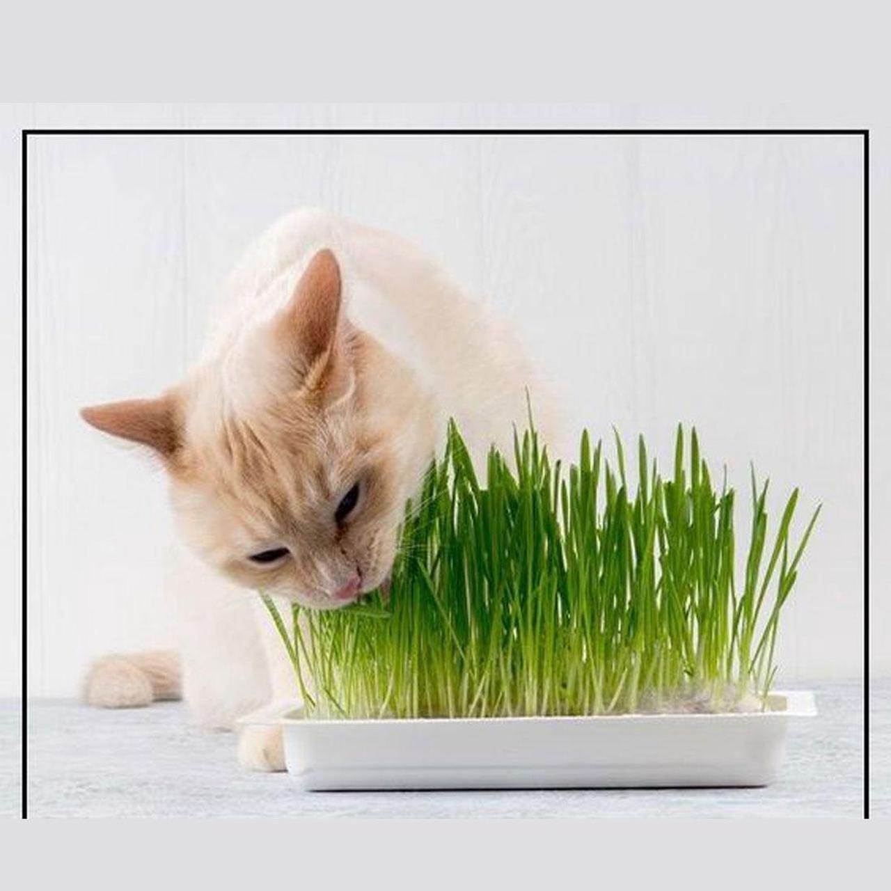 Alt view image 6 of 6 - Chia Pet Planter - Cat Grass Snoozy Kitty