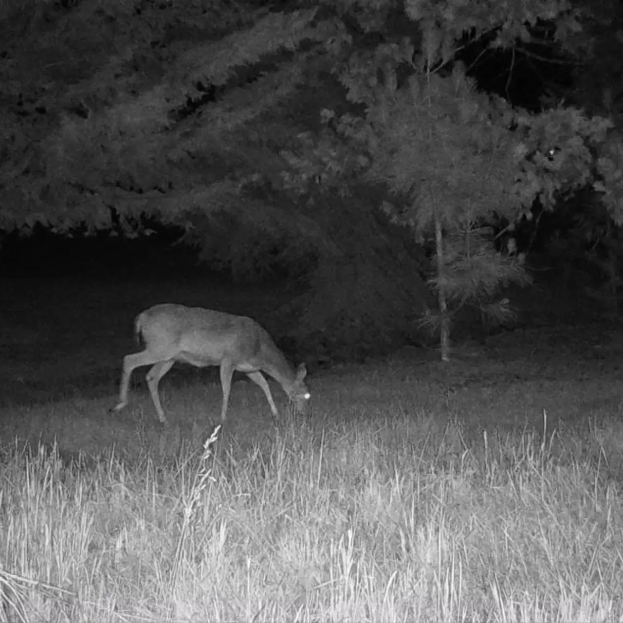 Alt view image 6 of 7 - Cuddeback CuddeLink Wireless 3rd Gen Trail Cameras for Wildlife Monitoring with High-Resolution Imaging Bundle with Cell Home Trail Cameras, Lock Mount, 32 GB Memory Card, and Accessories (3-Pack)