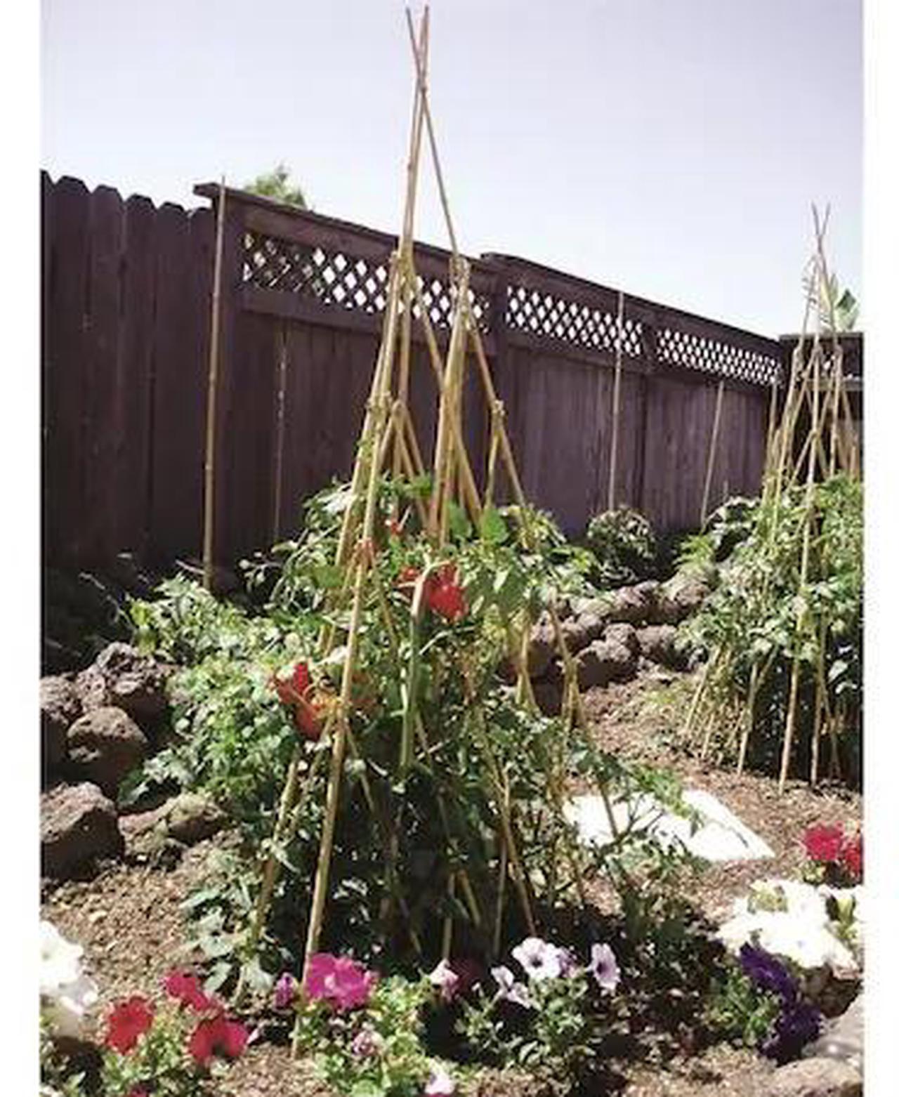 Main image of BOND TP60 Bamboo TeePee Trellis
