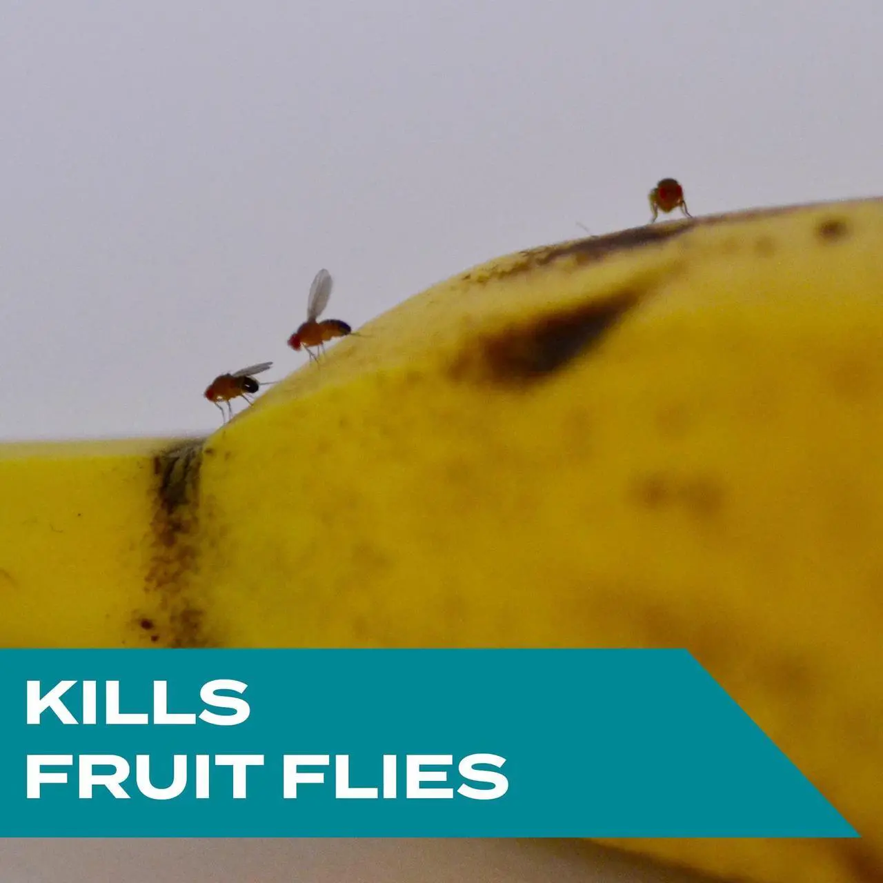Alt view image 2 of 7 - STEM Fruit Flies Trap 5.4 oz Jar 8/Carton 329965