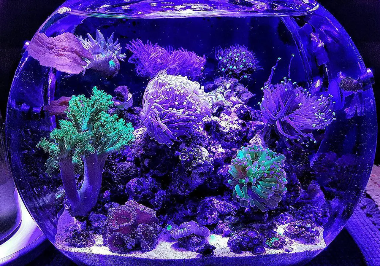 Alt view image 6 of 7 - OmaiLighting LED Aquarium Light Bulb, Blue White 12w Class