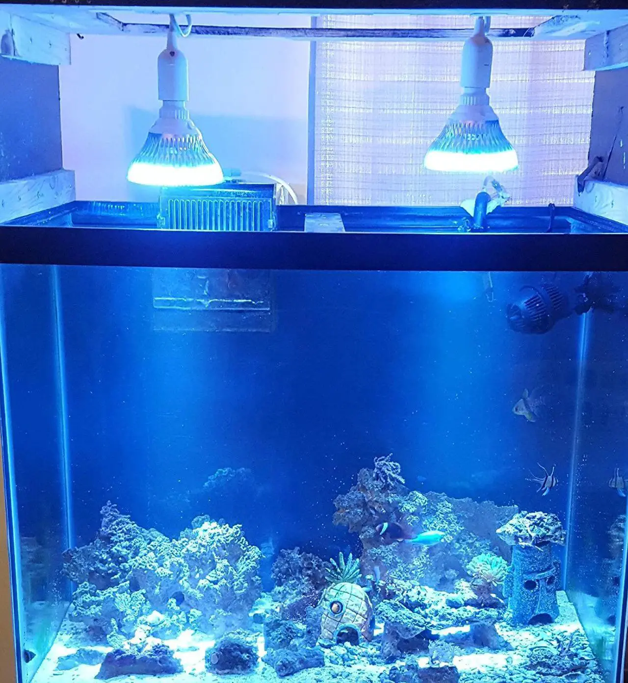 Alt view image 7 of 7 - OmaiLighting LED Aquarium Light Bulb, Blue White 12w Class