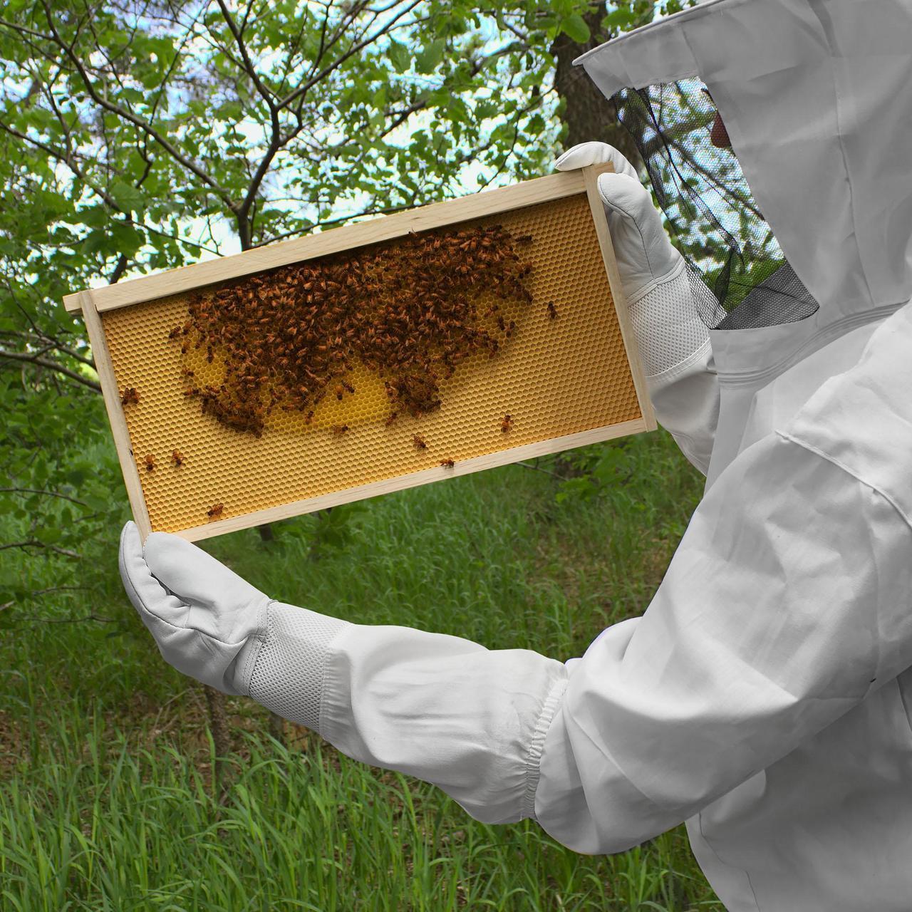 Alt view image 6 of 6 - Honey Keeper Beekeeping Gloves, Medium - Goatskin Leather with Ventilated Canvas Sleeve and Elastic Cuff