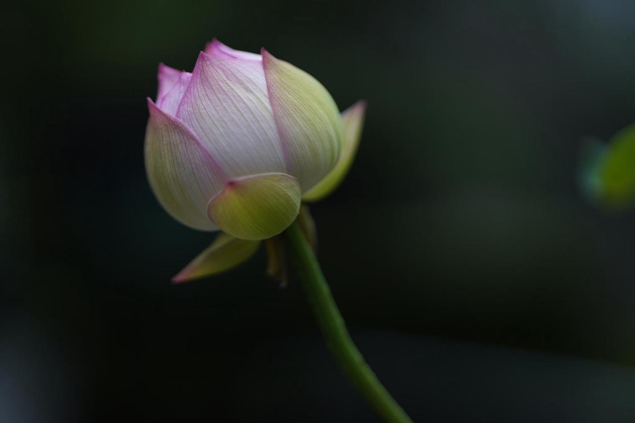 Alt view image 5 of 20 - Sigma 85mm f/1.4 DG DN Art Lens for Sony E