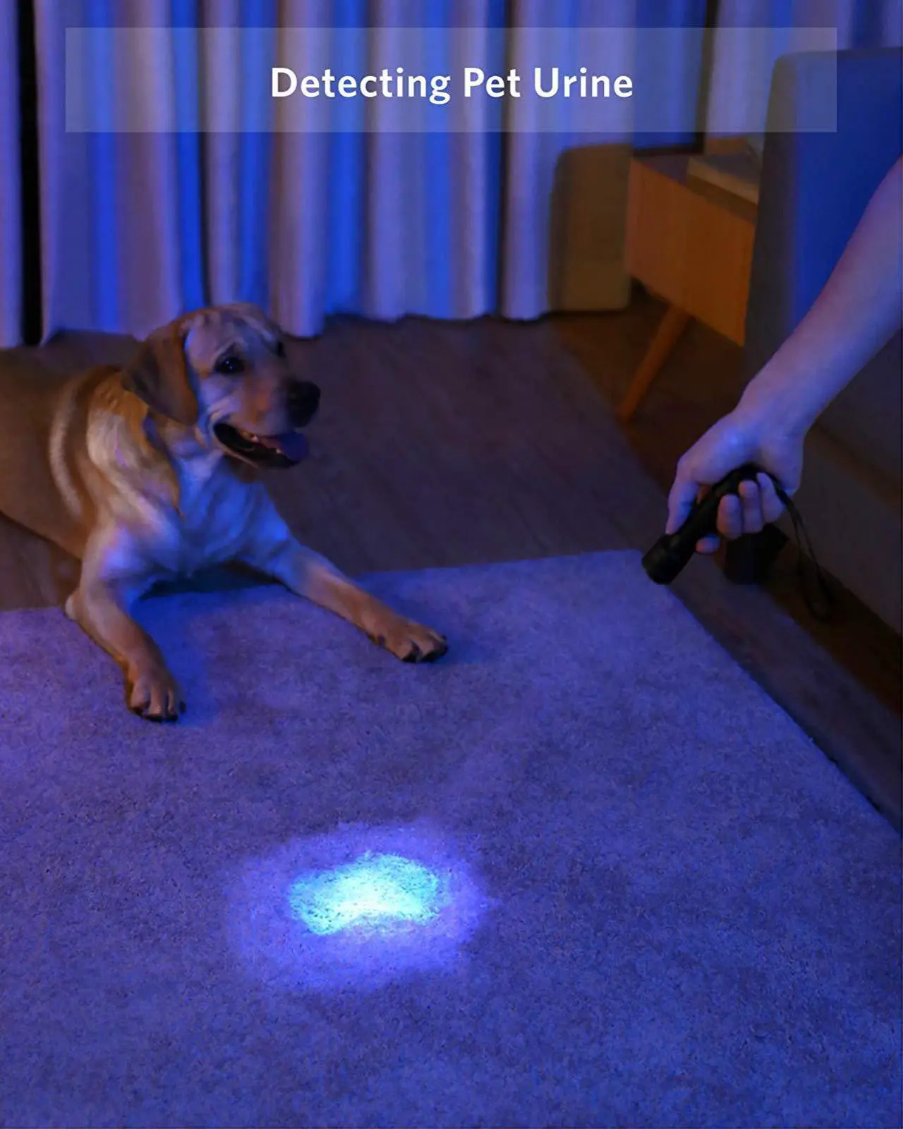 Alt view image 2 of 7 - Anker Bolder UV flashlight Rechargeable, 380nm Ultraviolet Blacklight Detector for Dog Urine, Pet Stains and Fluorescence, Pocket-size LED Torch, IPX5 Water Resistant, 18650 Battery Included
