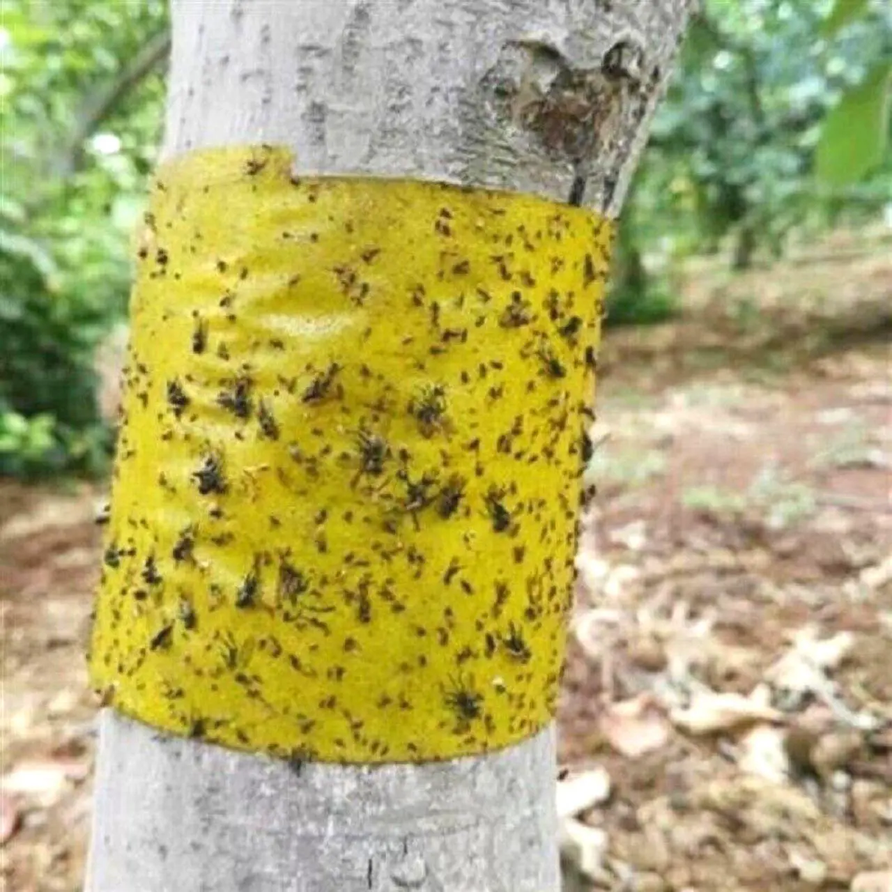 Alt view image 6 of 7 - FindTape Insect Trap Tape [Double Sided]: 8 in. (192mm actual) x 10 in. (Yellow) *20-pack