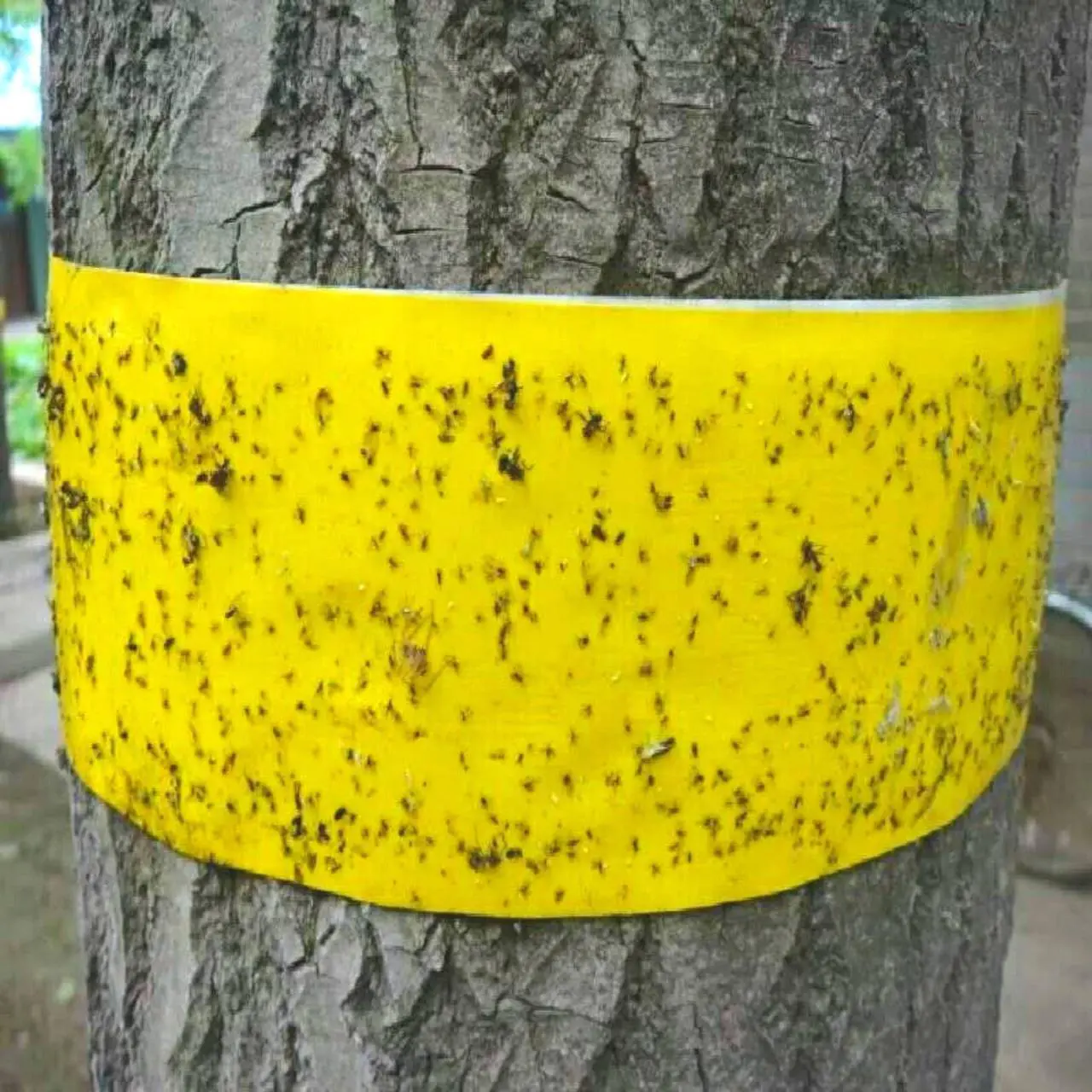 Alt view image 7 of 7 - FindTape Insect Trap Tape [Double Sided]: 8 in. (192mm actual) x 10 in. (Yellow) *20-pack