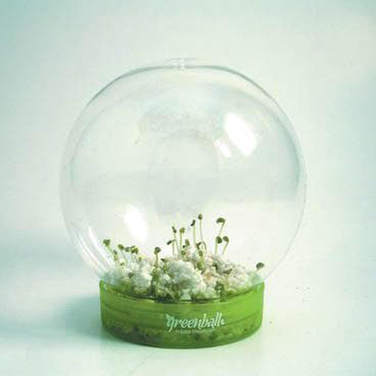 004001 - GREENBALL BIOSPHERE BASIL 4 INCH DIAMETER