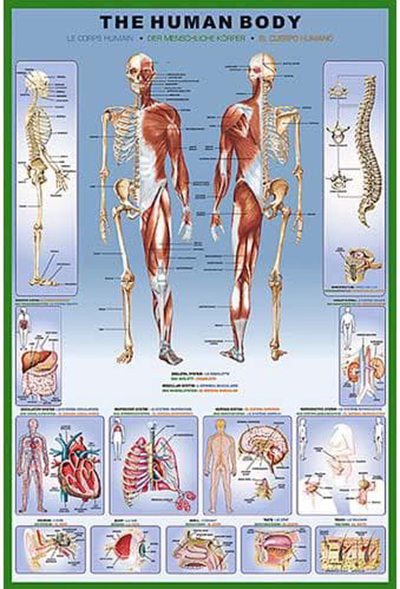 2450-1000 - HUMAN BODY POSTER 36X24 INCHES