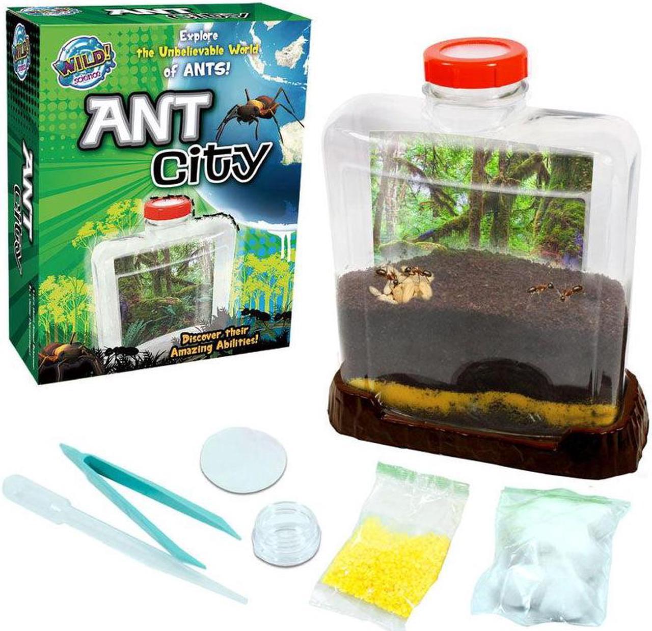 040522 - ANT CITY