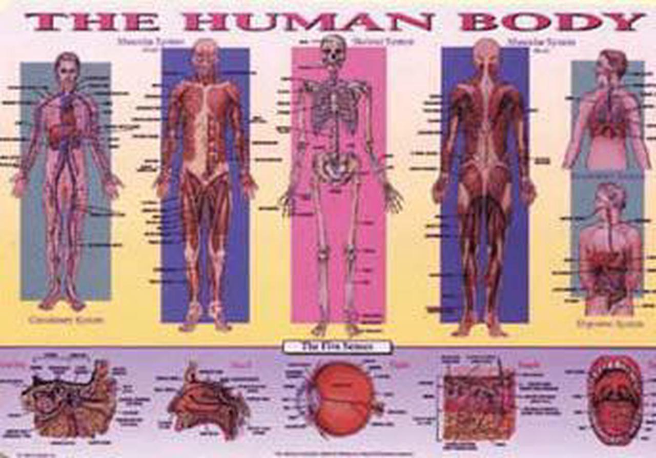 PLP-HUM-1 - PLACEMAT THE HUMAN BODY