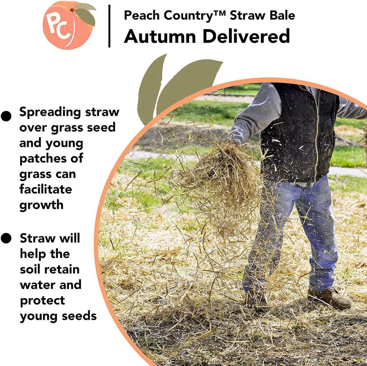 Alt view image 4 of 5 - Peach Country Real Full Size Straw Bale for: Autumn Fall Decorations, Bedding, Over Seeding- 35" x 19" 12"