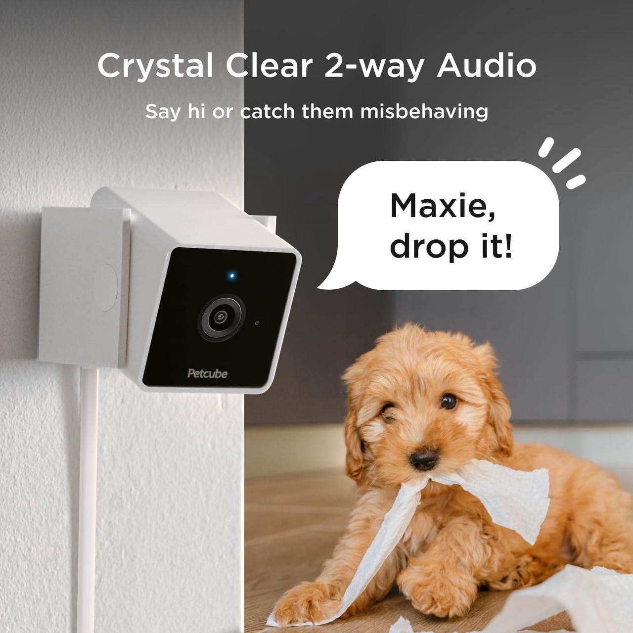 Alt view image 3 of 7 - Petcube Cam The Pack of 3 | Indoor Wi-Fi Pet and Security Camera with Phone App, Pet Monitor with 2-Way Audio and Video, Night Vision, 1080p HD Video and Smart Alerts for Ultimate Home Security