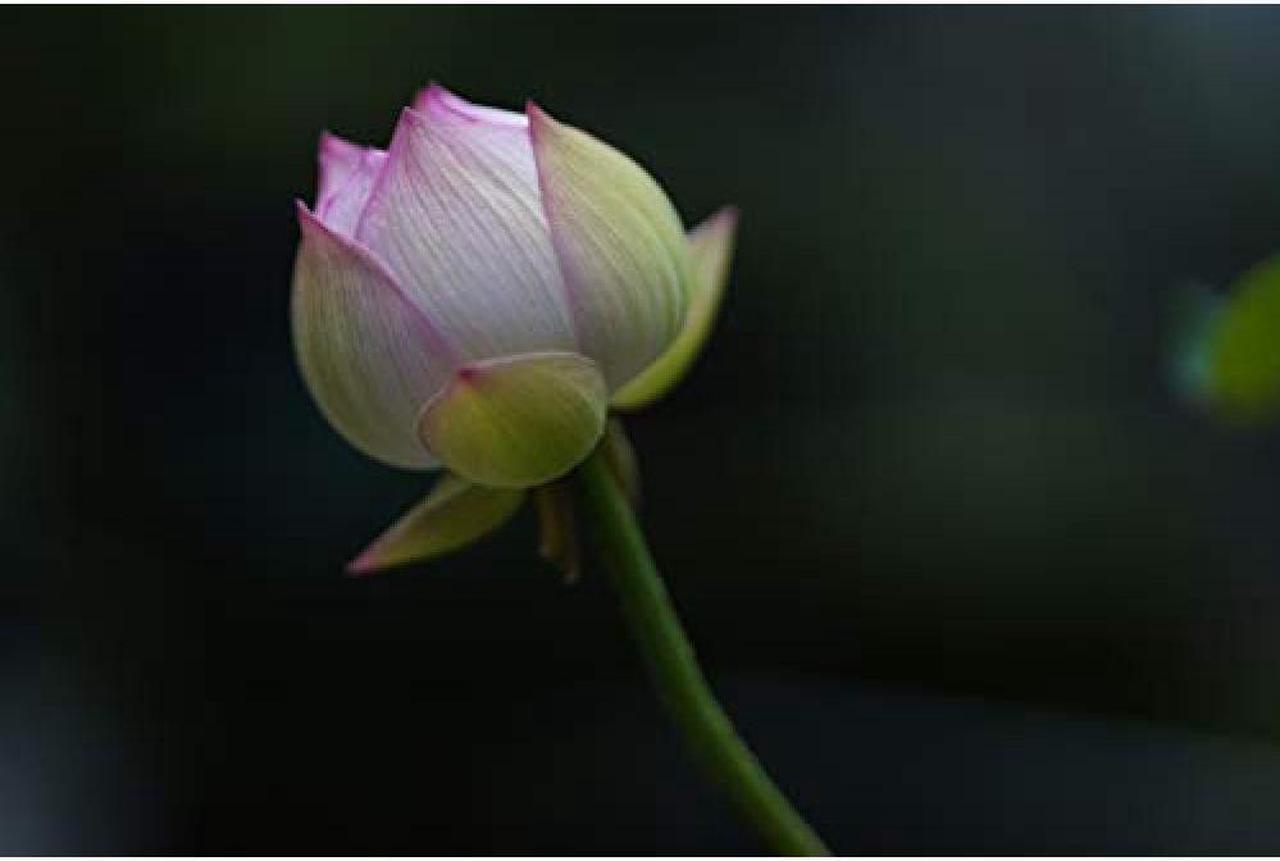 Alt view image 19 of 20 - Sigma 85mm f/1.4 DG DN Art Lens for Sony E