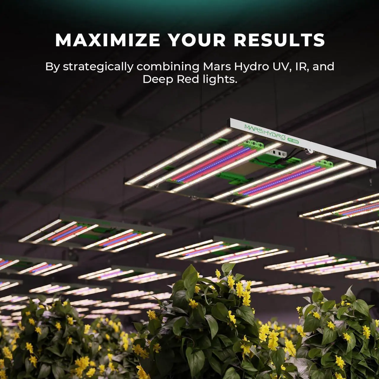 Alt view image 6 of 7 - MARS HYDRO 2024 ADLITE UV30 23 UV Grow Light Bar, 365nm and 370nm Diodes, Supplemental for TS600/TS1000/TS3000/FC3000/FC-E300/FC4800/FC-E4800 Plant Growing Light(2 Pack)