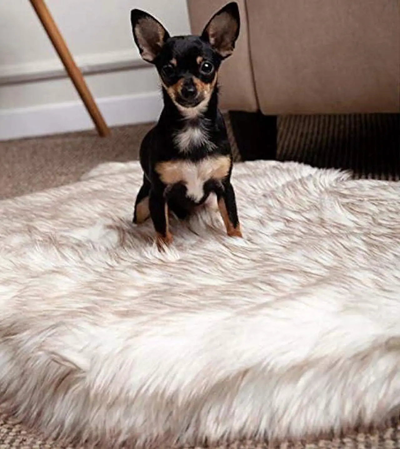 Alt view image 3 of 6 - Luxury Faux Fur Orthopedic Dog Bed, Memory Foam Dog Bed for Small, Medium, Large and XL Pets, Fluffy Pup Rug with Waterproof and Washable Soft Cover, Bone White (Medium)